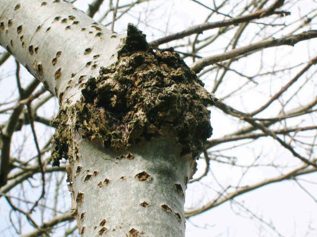 Canker on Populus alba Canker on Populus alba