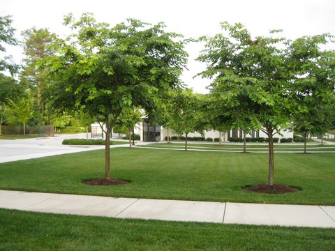 Cherry Trees After Bio-Tree & Shrub Application Cherry Trees After Bio-Tree & Shrub Application