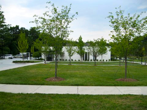 Cherry Trees Before Bio-Tree & Shrub Application Cherry Trees Before Bio-Tree & Shrub Application