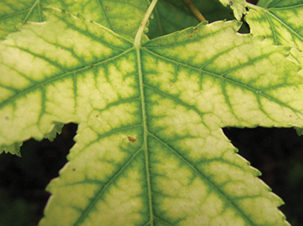 Chlorosis maple leaf Chlorosis maple leaf