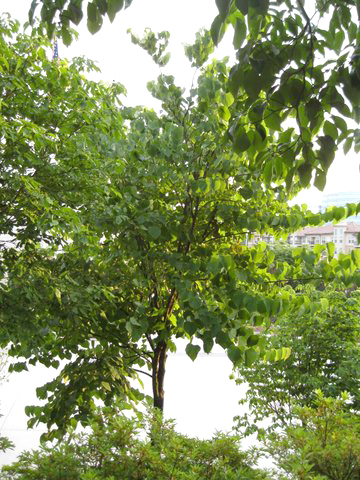 Dogwood Tree After Bio-Tree & Shrub Application Dogwood Tree After Bio-Tree & Shrub Application