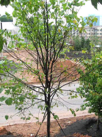 Dogwood Tree Before Bio-Tree & Shrub Application Dogwood Tree Before Bio-Tree & Shrub Application