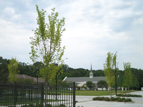 Elm Trees Before Bio-Tree & Shrub Application Elm Trees Before Bio-Tree & Shrub Application