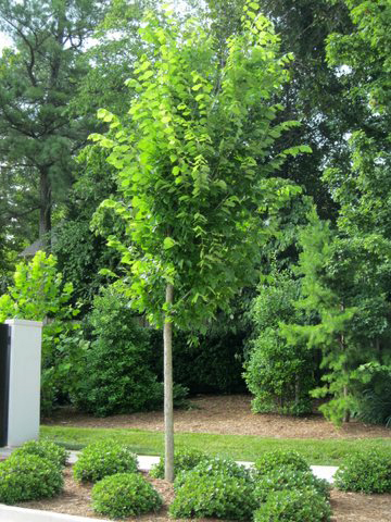 Elm Trees After Bio-Tree & Shrub Application Elm Trees After Bio-Tree & Shrub Application
