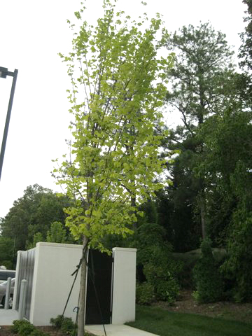 Elm Trees Before Bio-Tree & Shrub Application Elm Trees Before Bio-Tree & Shrub Application