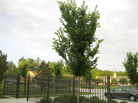Elm Trees After Bio-Tree & Shrub Application Elm Trees After Bio-Tree & Shrub Application