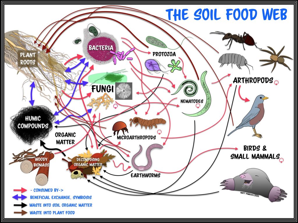 soil food web soil food web